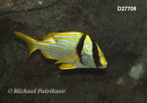 Porkfish (Anisotremus virginicus)